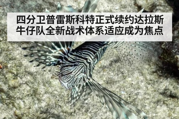 四分卫普雷斯科特正式续约达拉斯牛仔队全新战术体系适应成为焦点